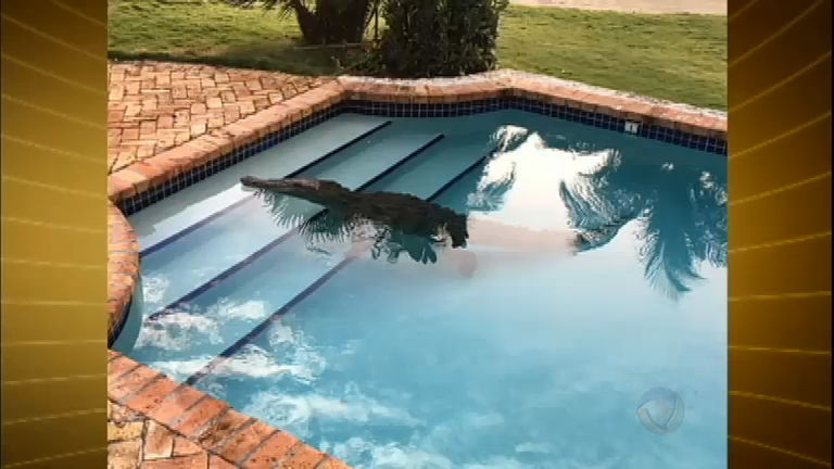 Vídeo: Morador encontra crocodilo de 2,5 m dentro da piscina em casa na Flórida (EUA)