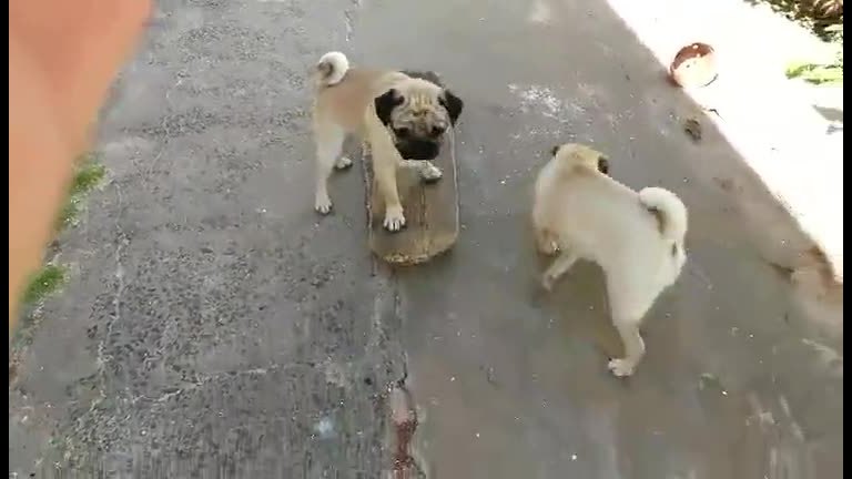 Vídeo: Sabe muito! Cachorro mostra que manda bem em cima do skate