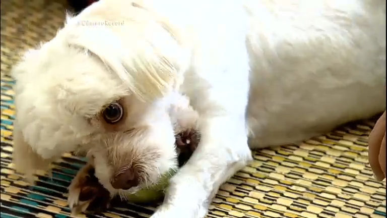 Vídeo: Cãozinho passa por cirurgia e tratamento para recuperar movimento das patas traseiras
