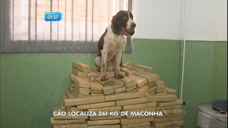 Vídeo: Cãozinho ajuda polícia a encontrar 261 kg de maconha