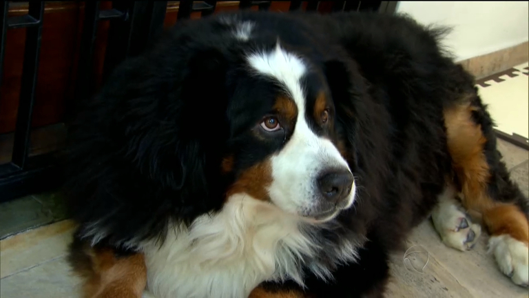 Vídeo: Cachorro que pesava 75 kg passa por transformação