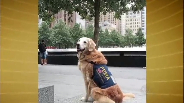 Vídeo: Morre o último cachorro que ajudou no resgate dos atentados de 11 de setembro