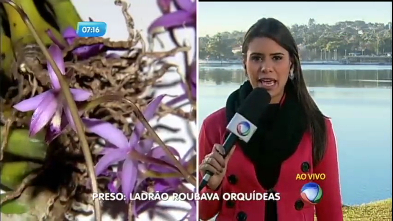 Vídeo: 

Ladrão de orquídeas é preso em Minas Gerais

