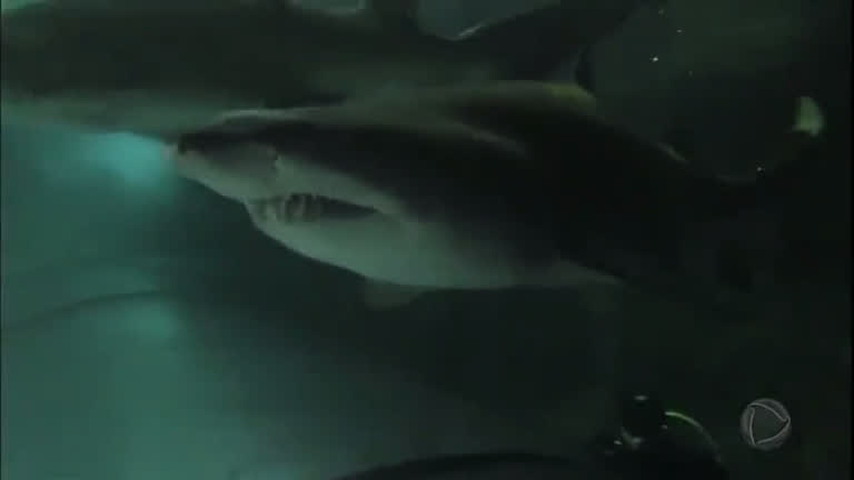 Vídeo: Romeu Piccoli
mergulha com tubarões na Austrália