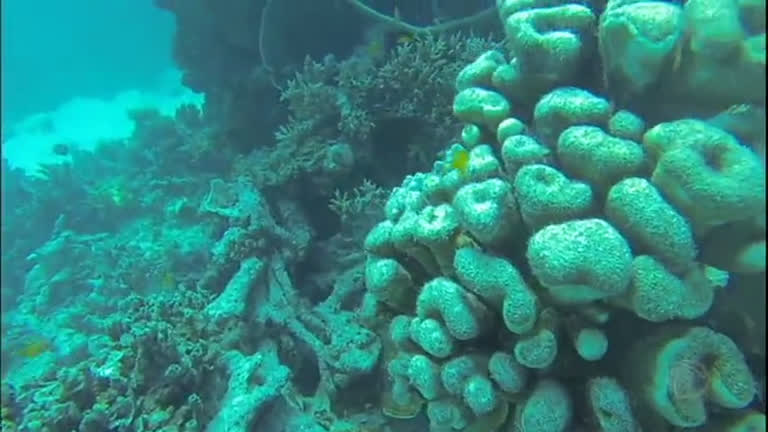 Vídeo: Repórter faz
mergulhos e mostra as diferentes espécies do mar australiano