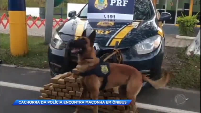 Vídeo: Cachorra da polícia encontra maconha em ônibus