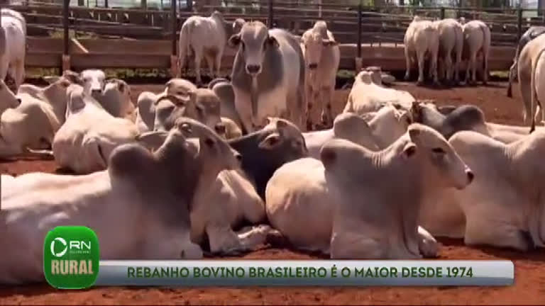 Vídeo: Aumento no rebanho bovino brasileiro