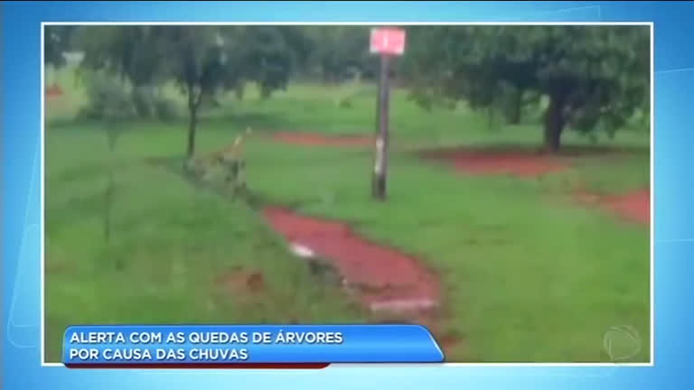 Vídeo: Chuva forte causa quedas de árvores na tarde desta quarta (29)