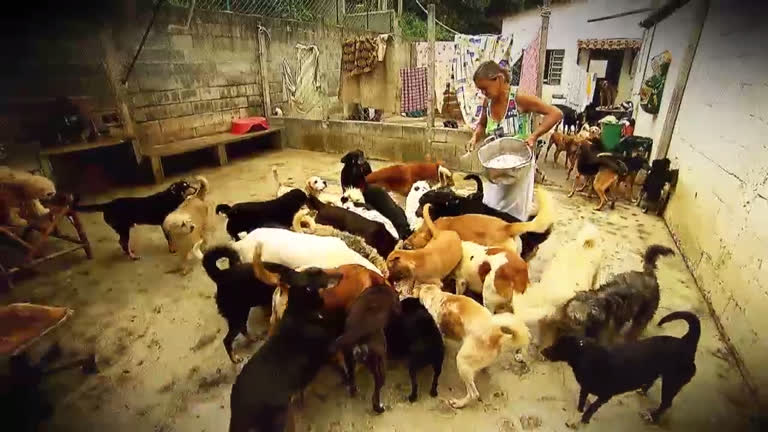 Vídeo: Câmera Record visita a casa de uma mulher que abriga mais de duzentos cães