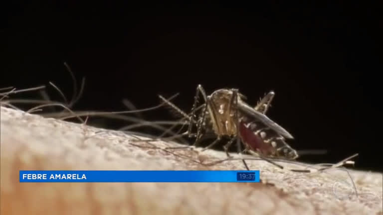Vídeo: Pesquisadores conseguem rastrear origem do vírus da febre amarela