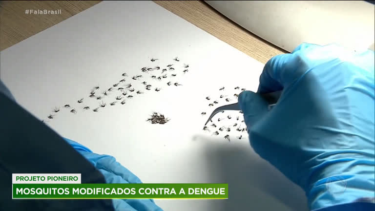 Vídeo: Projeto pioneiro modifica mosquitos para combater o aedes aegypti
