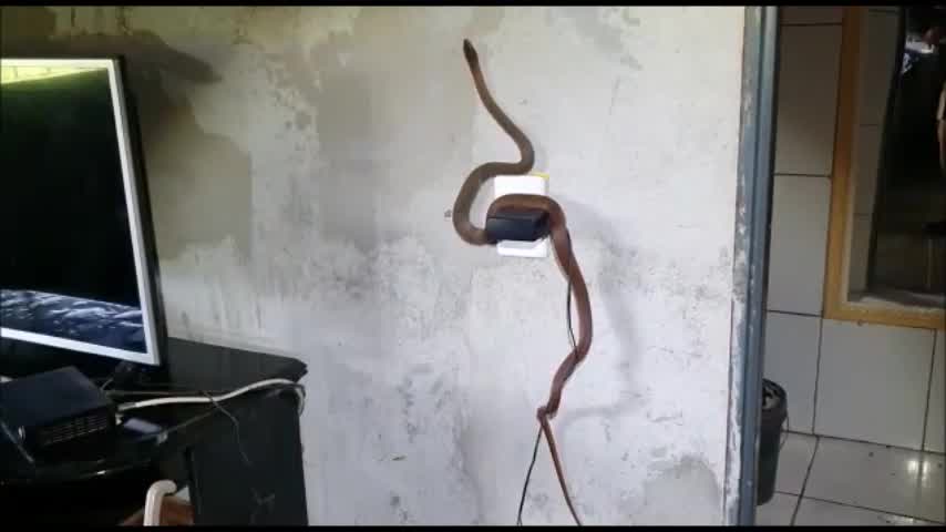 Vídeo: Veja resgate de cobra na parede de casa em Aruranã (GO)