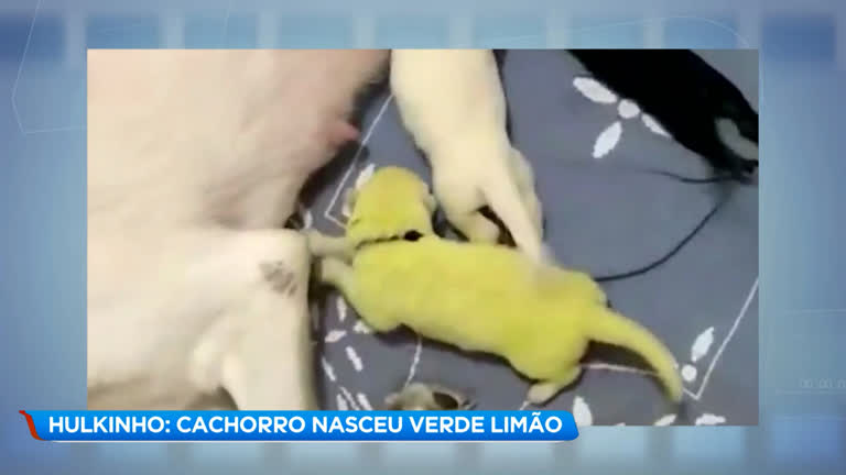Vídeo: A Hora da Venenosa: Cachorro que nasceu verde faz sucesso na internet