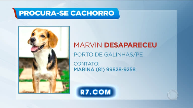 Tosador gera polêmica ao pintar cães para transformar visual dos animais -  RecordTV - R7 Balanço Geral