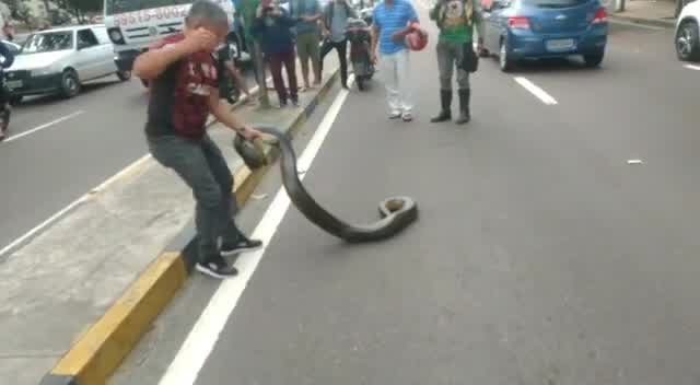 Vídeo: Vídeo: cobra de três metros interrompe trânsito em AM