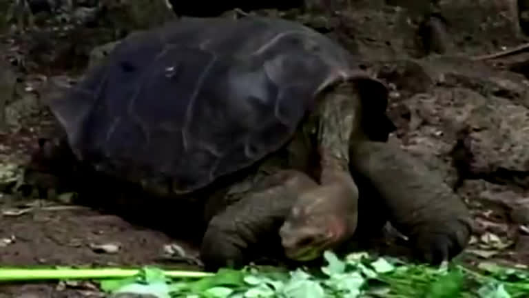 Vídeo: Expedição encontra parente de tartaruga George Solitário