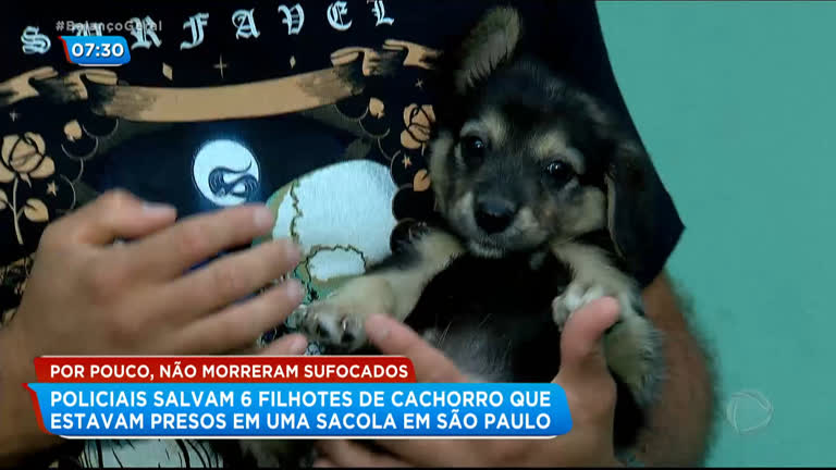 Vídeo: Policiais salvam filhotes de cães presos dentro de sacola plástica em SP