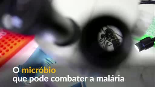 Vídeo: Micróbio que pode frear malária é encontrado no Quênia