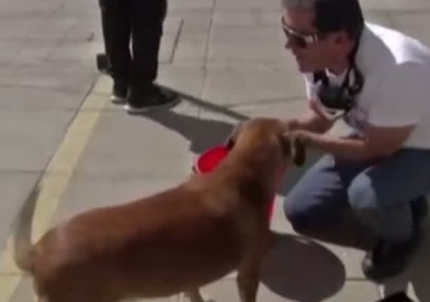 Vídeo: Boliviano alimenta diariamente cães de rua durante a pandemia