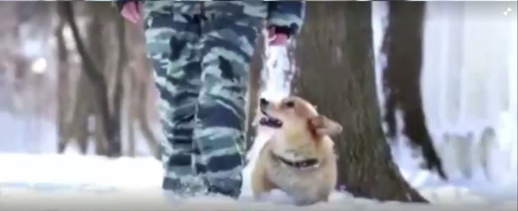 Vídeo: Polícia russa aposenta Ruivo, seu único cão farejador welsh corgi