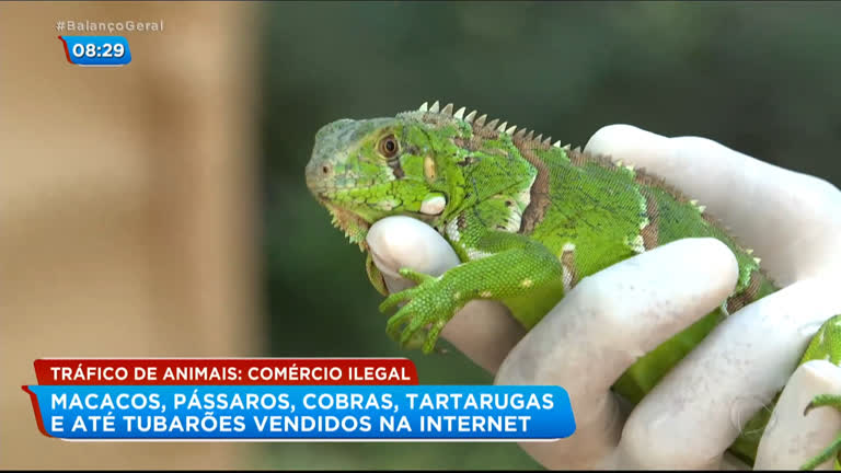 Vídeo: Iguana e jabuti são encontrados em caixa dos Correios em SP