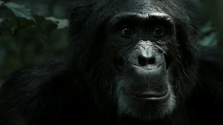 Vídeo: Câmera Record apresenta documentário inédito Primatas em Guerra neste domingo (16)