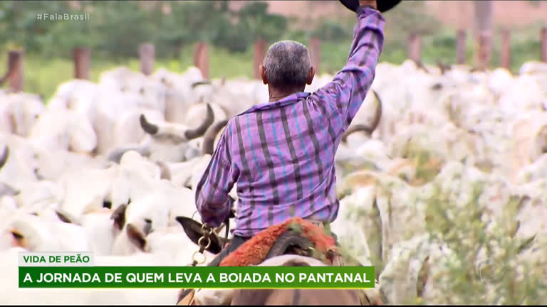 Conheça a vida de encantos e tradições dos boiadeiros no Pantanal -  RecordTV - R7 Fala Brasil