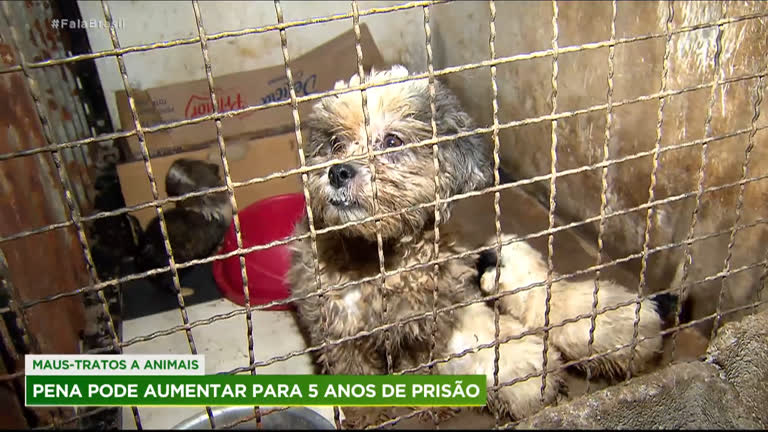 Vídeo: Senado vota projeto que aumenta pena para maus-tratos de animais