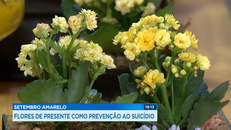 Vídeo: Empresária doa flores para pessoas que relatam casos de depressão