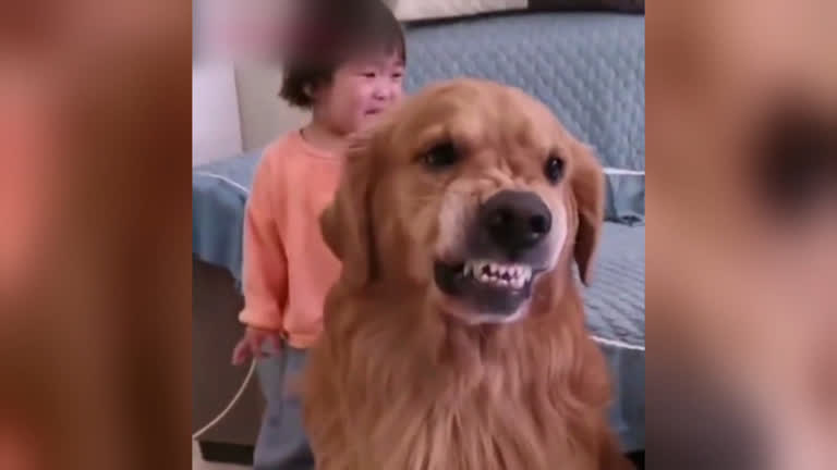 Vídeo: Cão protege criança da bronca da mãe na China - Aconteceu no Mundo