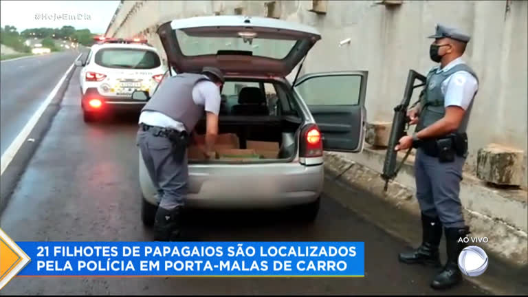 Vídeo: Polícia encontra filhotes de papagaio em carro no interior de SP
