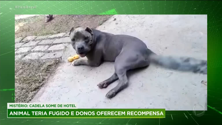 Vídeo: Donos procuram cadela que sumiu de hotel para animais