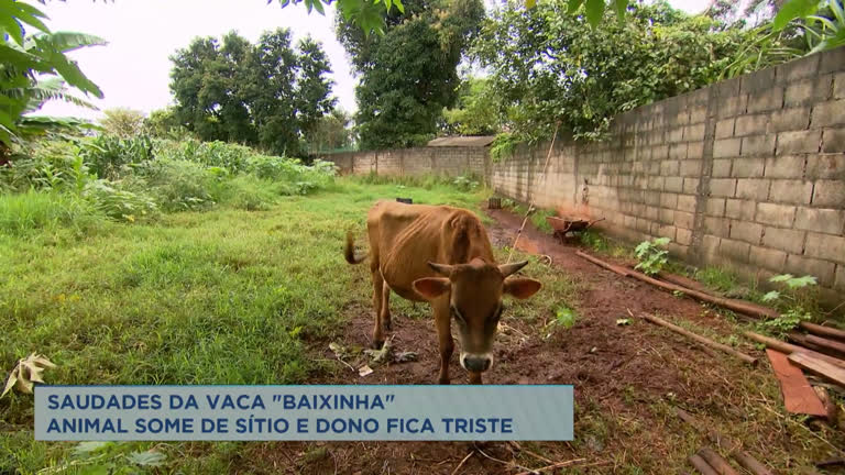 Vídeo: Fazendeiro busca informações de vaca desaparecida há dois meses