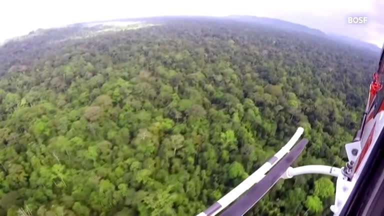 Vídeo: Helicóptero devolve 10 orangotangos à natureza