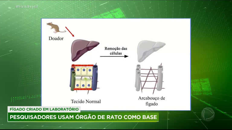 Vídeo: Pesquisadores usam órgãos de rato para criar fígado humano em laboratório