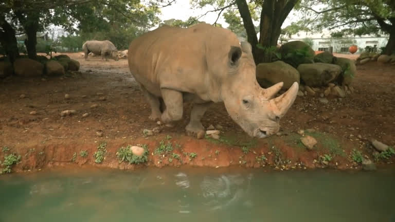 Vídeo: Rinoceronte branca do sul terá encontro romântico no Japão