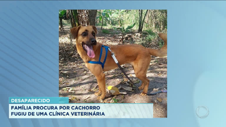 Vídeo: Família procura cachorro que fugiu de clínica em São José dos Campos