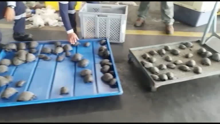 Vídeo: Autoridades salvam 185 filhotes de tartarugas no Equador