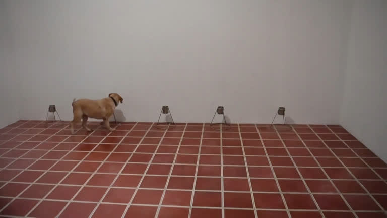 Vídeo: Cães são treinados para detectar covid-19 em poucos segundos