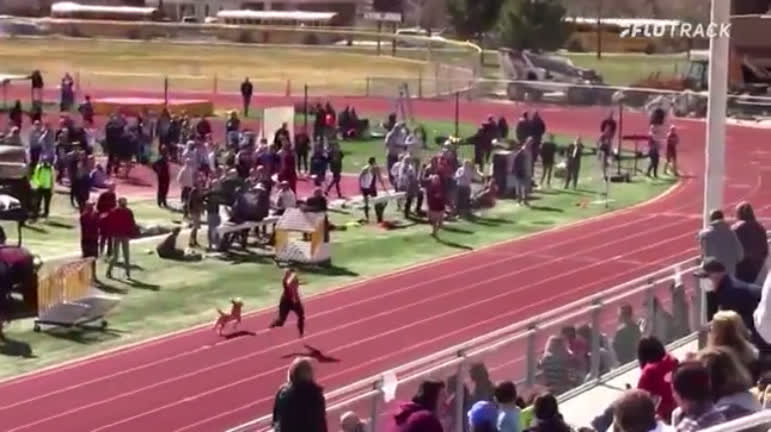 Vídeo: Cachorra vence prova de atletismo e quase bate recorde de Bolt