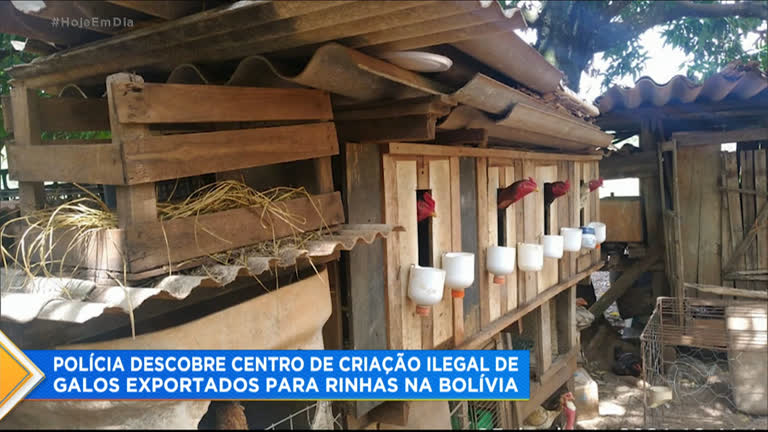 Vídeo: Preso em Campo Grande (MS) homem que criava galos para rinha