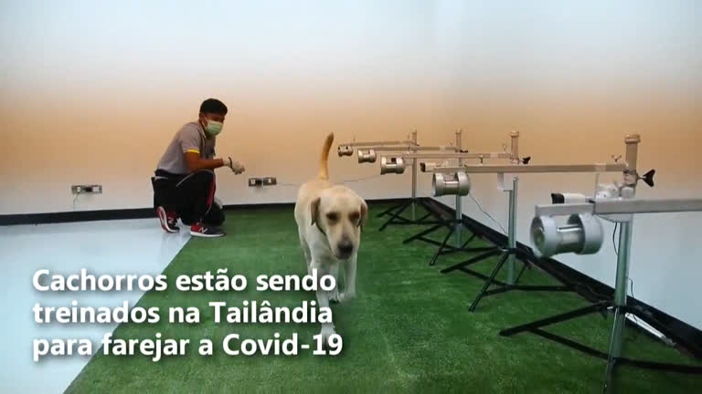 Vídeo: Cães são treinados para farejar covid-19 na Tailândia