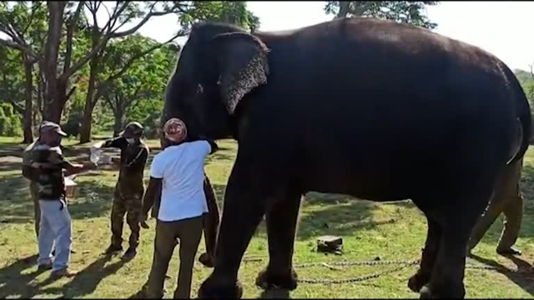 Vídeo: Elefantes fazem teste de covid-19 na Índia após morte de leoa