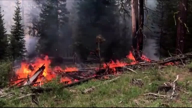 Vídeo: EUA: incêndio florestal já atinge área equivalente a 20 mil campos de futebol