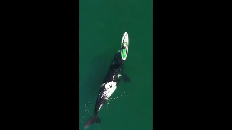 Vídeo: Drone registra baleia curiosa nadando ao redor de caiaque
