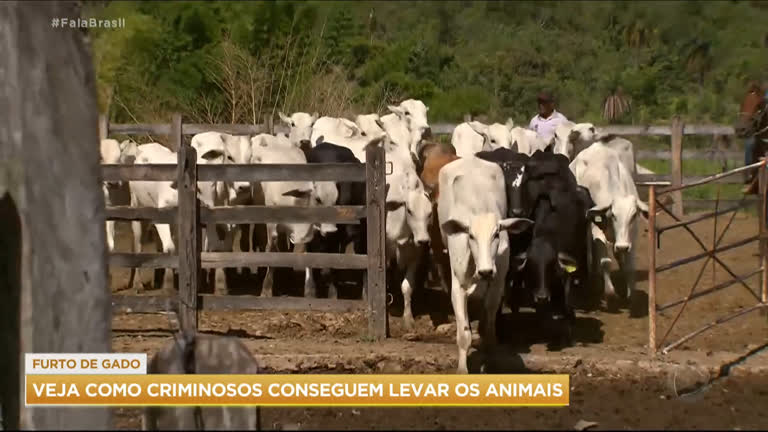 Vídeo: Alta no preço da carne impulsiona furto de gado