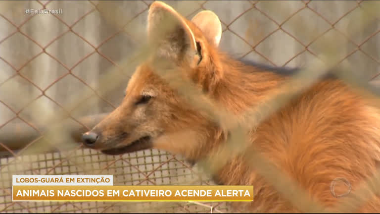 Vídeo: Nascimento de lobos-guará em cativeiro acende alerta