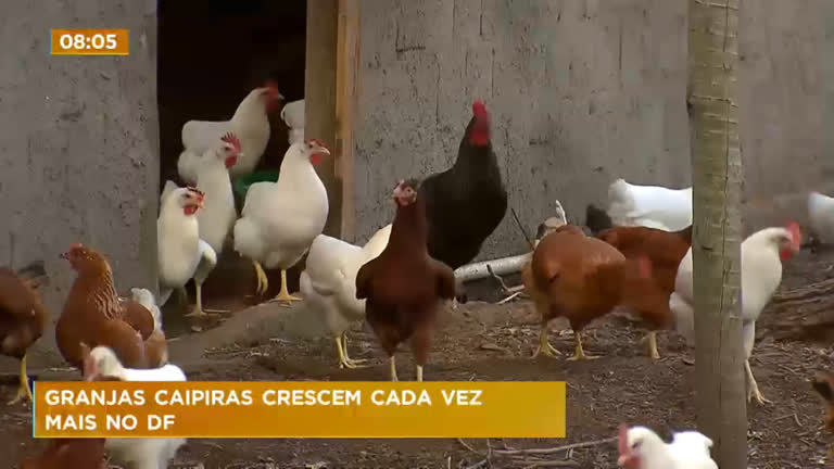 Vídeo: Dados do IBGE mostram que o número de criadores de galinha aumentou mais de 60%