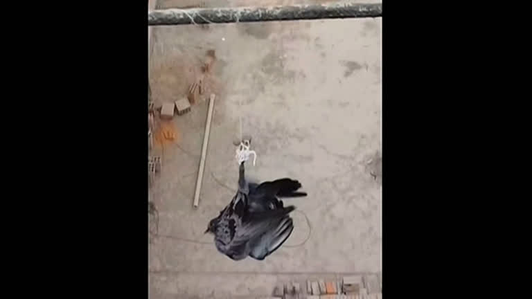 Vídeo: Polícia usa drone para libertar pombo preso em fio de alta tensão