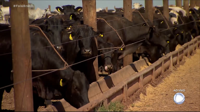Vídeo: Criminosos usam criatividade para furtar gado no RS